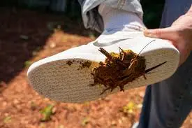 How To Get Dog Poop Off Shoes?