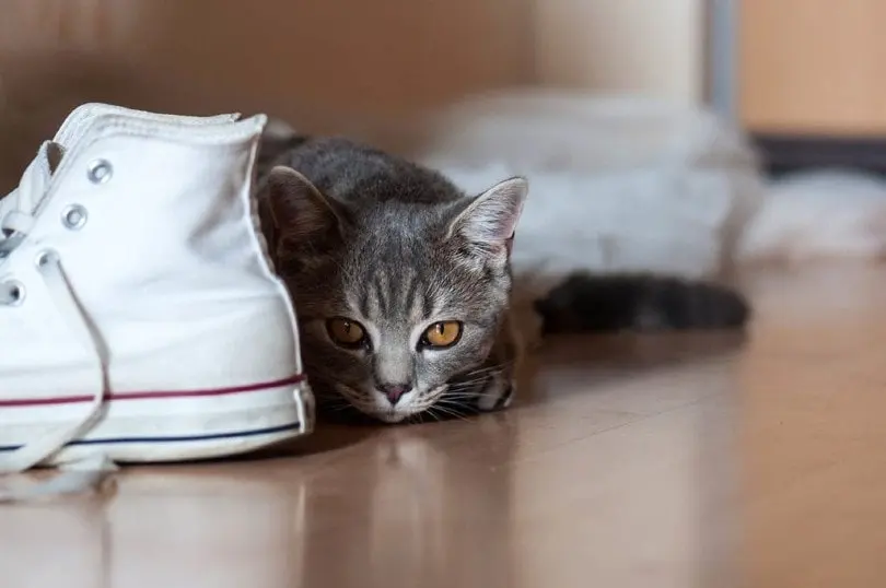 Common Mistakes to Avoid When Cleaning Cat Urine Stains