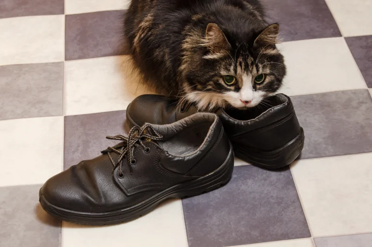 How To Get Cat Pee Out Of Shoes? Proven Method