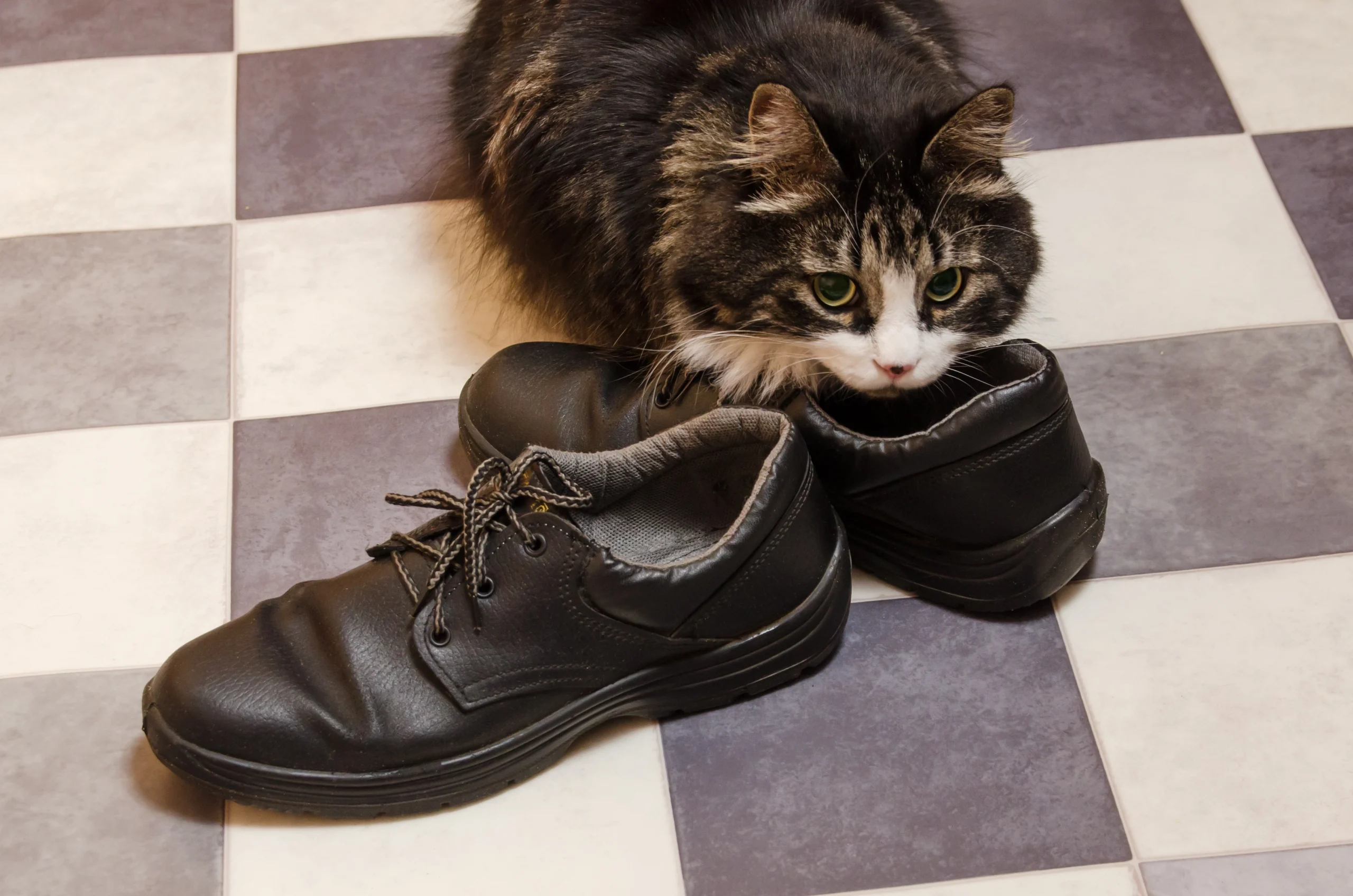 How To Get Cat Pee Out Of Shoes