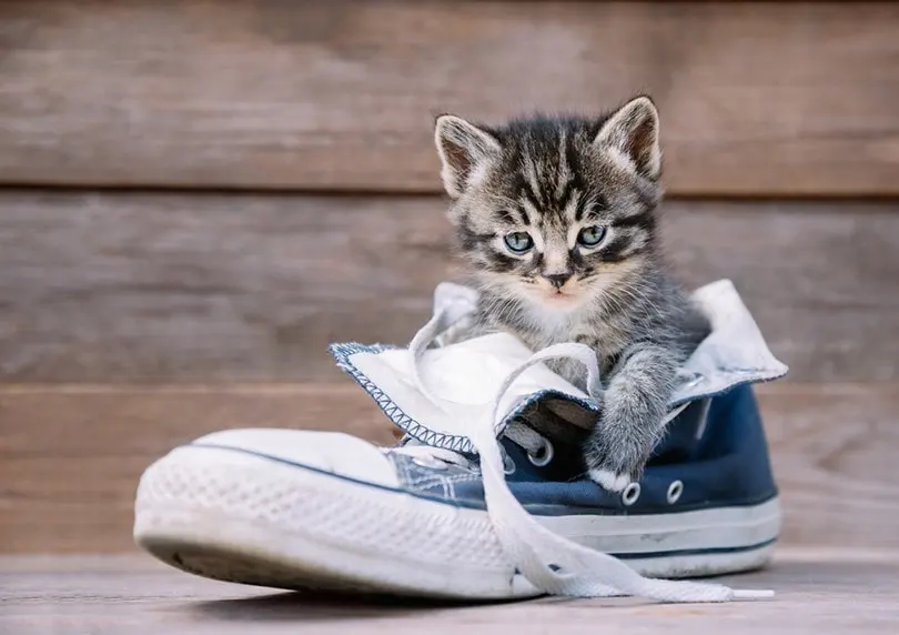 Long-term Solutions for Stopping Your Cat from Peeing on Shoes